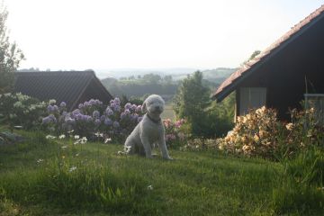 Alfi in seinem Garten