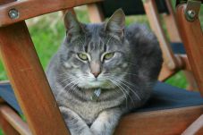 Annelisi ( Garfild`s Cousine)
